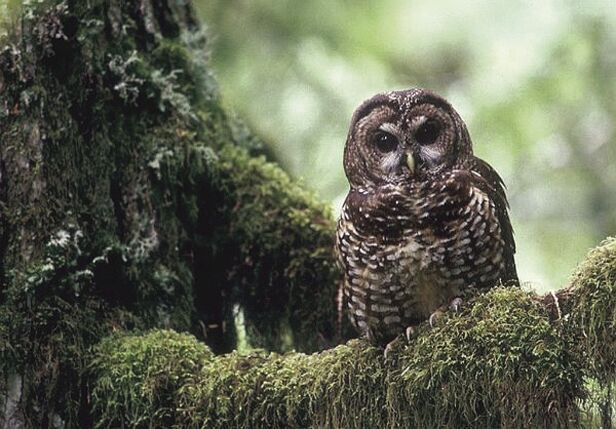 Northern spotted owl